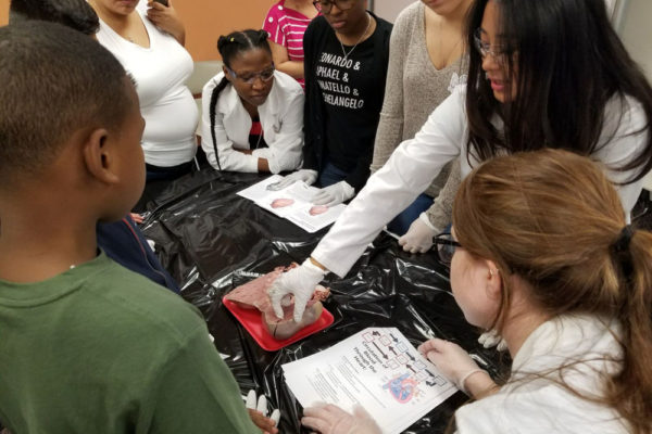 1-27-18-science-in-the-city-dissections-workshop-at-miami-lakes-library-22 Exploring Parallels Between Animal and Human Anatomy STEM Workshop at Miami Lakes Library