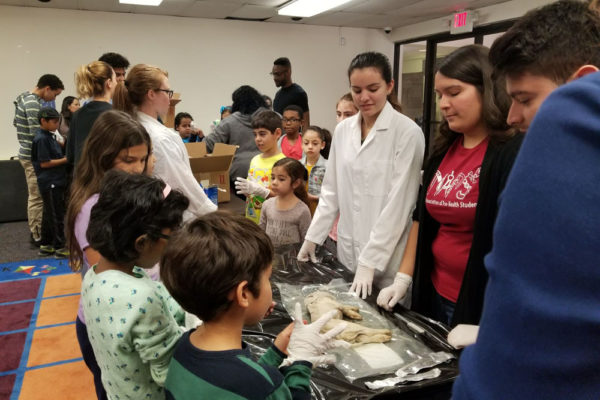 1-27-18-science-in-the-city-dissections-workshop-at-miami-lakes-library-33 Exploring Parallels Between Animal and Human Anatomy STEM Workshop at Miami Lakes Library